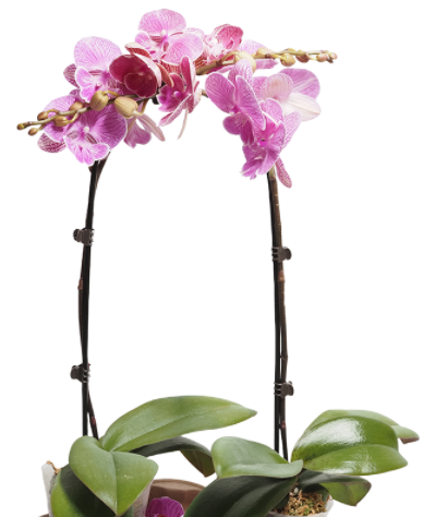 Double U Shape Bamboo Plant Support Double U Shape Bamboo Flower Stick Bamboo Cane Trellis Bamboo Stake